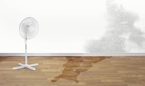 Best Carpet water damage restoration  in Tunica, MS